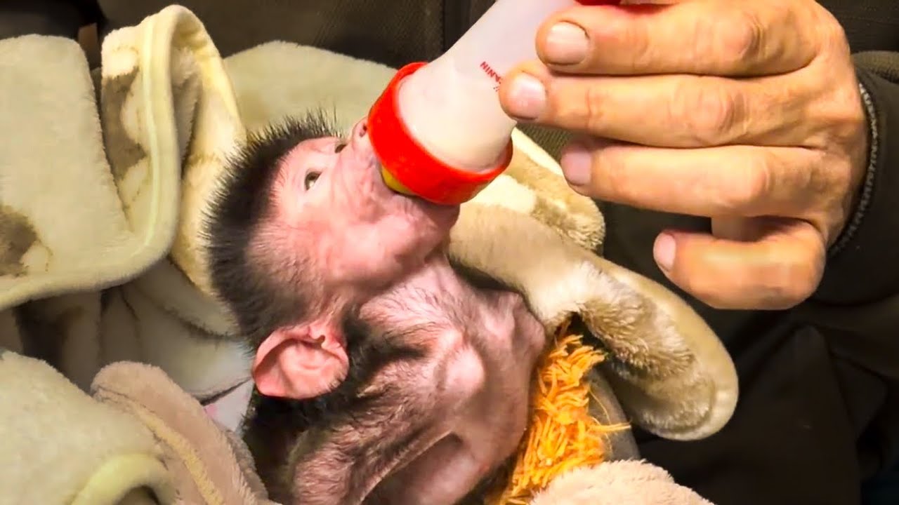 Анфиса не дает никому даже поесть)) 