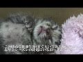 【子猫のはずが閲覧注意】サトイモに似た謎の保護生物を激撮