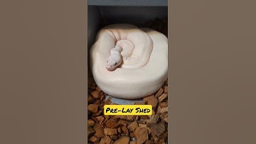 Ball Python Mamas Pre Lay Shed 🐍❤️🥚#reptiles #snakevideo