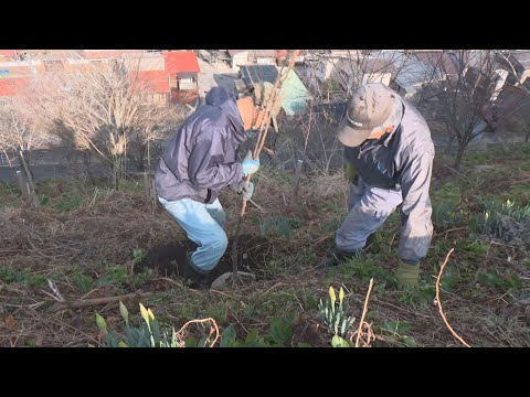 桜が激減した“かつての名所”…岐阜県飛騨市の神岡城周辺でソメイヨシノの植樹「立派な桜並木になって」