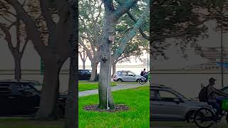 Download Lagu Downtown, St. Petersburg, Florida.  10/14/2023.  #Florida #downtown #Park #sky #outdoors #outside MP3