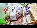 【悲報】ハムスターを2匹以上で飼うとこんな悲惨なことになる（多頭飼い）Hamster Sumo