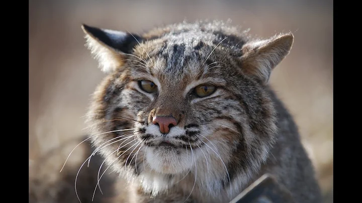 Catching Cats: How to Trap a Bobcat