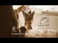 شبو العود الازرق شيلة ام العروس حماسيه 