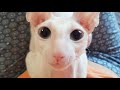 Adorable Cornish Rex Compilation