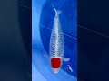 #china koi competition # looking for the most beautiful koi #