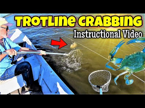Trotline Crabbing How