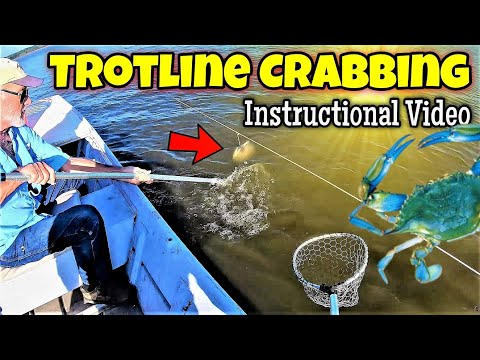 Video: Ce este un crab trotline?