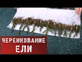 Ольга Платонова Фото До Пластики