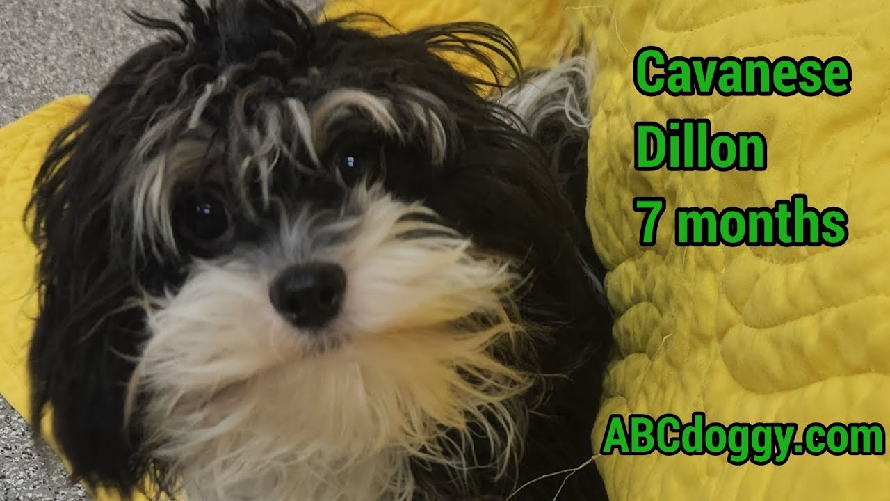 Каванезе- Диллон * ABCdoggy.com