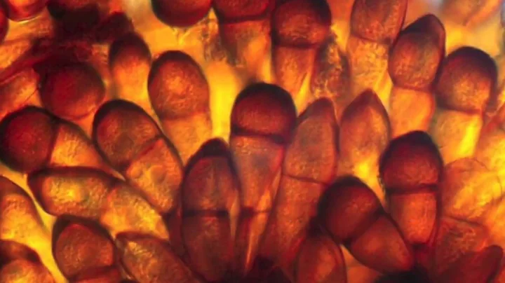 Stripe Rust (Puccinia striiformis f. sp. tritici) ...