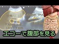 腹部エコーを見てみよう
