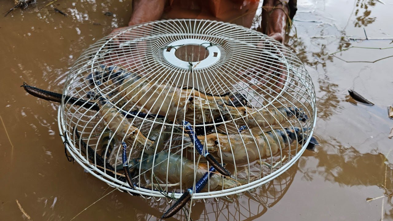 Amazing technique for creating lobster traps using fans and corn