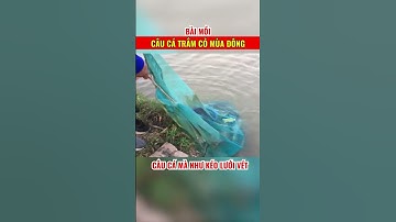 Bài mồi Câu cá trắm cỏ mùa đông - Câu cá mà như kéo lưới vét Link VD https://youtu.be/WpHMQrxajAU