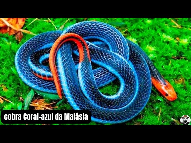 Vídeo mostra cobra rara de cor azul extremamente venenosa