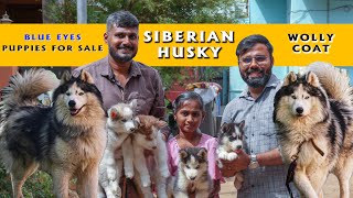 Blue Eyes சைபீரியன் ஹஸ்கி Wolly Coat Husky Puppies for sale | Siberian Husky | All India delivery