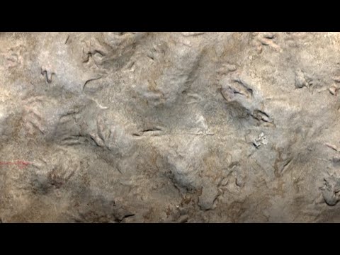 Video: In Arkansas, Found Dinosaur Footprints Of Excellent Preservation - Alternative View