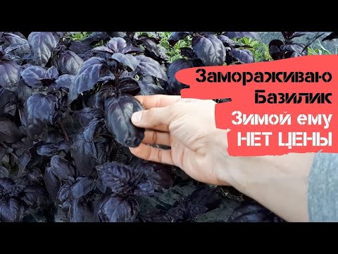 Замораживаю фиолетовый базилик / Зимой этой заготовке просто нет цены / Огород дяди Вовы
