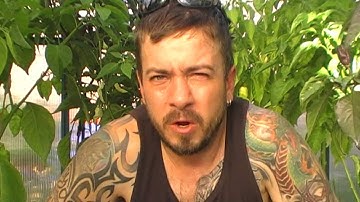 Chilli Test - 7 Pot Lucy