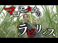 【祝!チャンネル開設】マコモタケと澤夏の沼にハマる