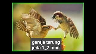 masteran gereja tarung dngan jeda 1 _2 mnit
