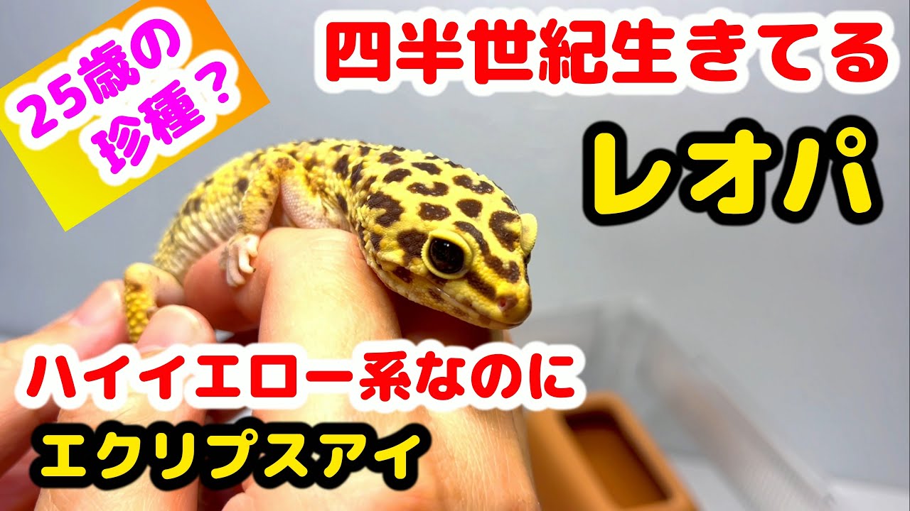 25歳】珍種？ハイイエロー・タンジェリン系なのにエクリプスアイ(黒目