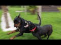 Rottweiller ayant attaqu un chien de 25kg 