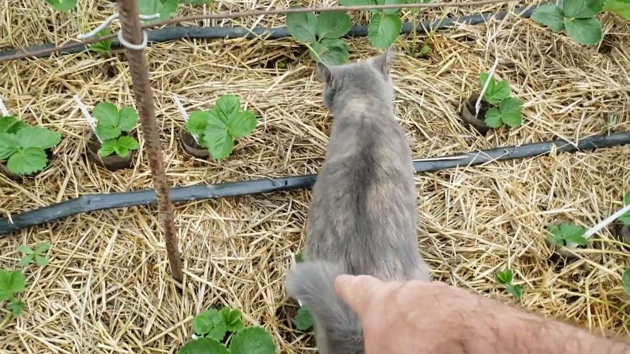 Размножение клубники в конце сезона. 24 августа 2025г. 