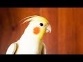 How to Take Care of a Cockatiel | Pet Bird