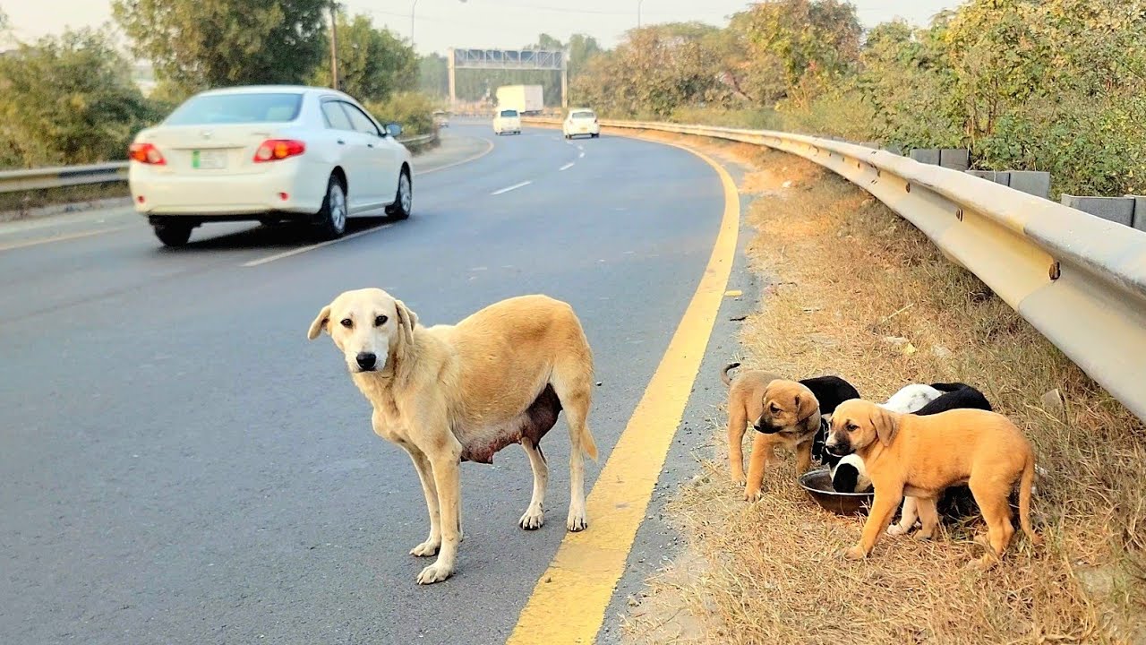 A helpless mother trying to stop every car 🚗💔 just to save her innocent babies 😢🐾
