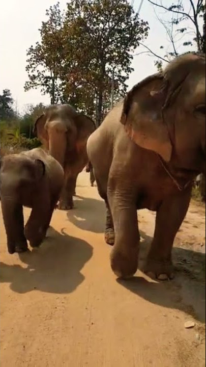 keluarga gajah pulang kandang