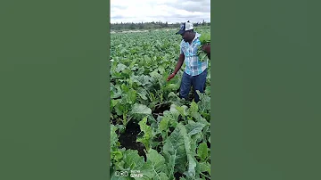 Harvest Sukuma Wiki 