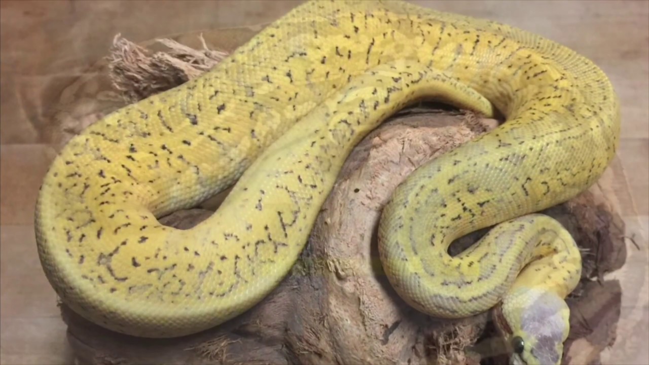 pet snakes and dogs TOP 3 SNAKES IN MY COLLECTION!!! #trigg #reptiles #ballpythons