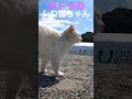 遅いぞ下僕❗️孤独なテトラのシロ猫ちゃん #cat #shorts #野良猫 #保護猫