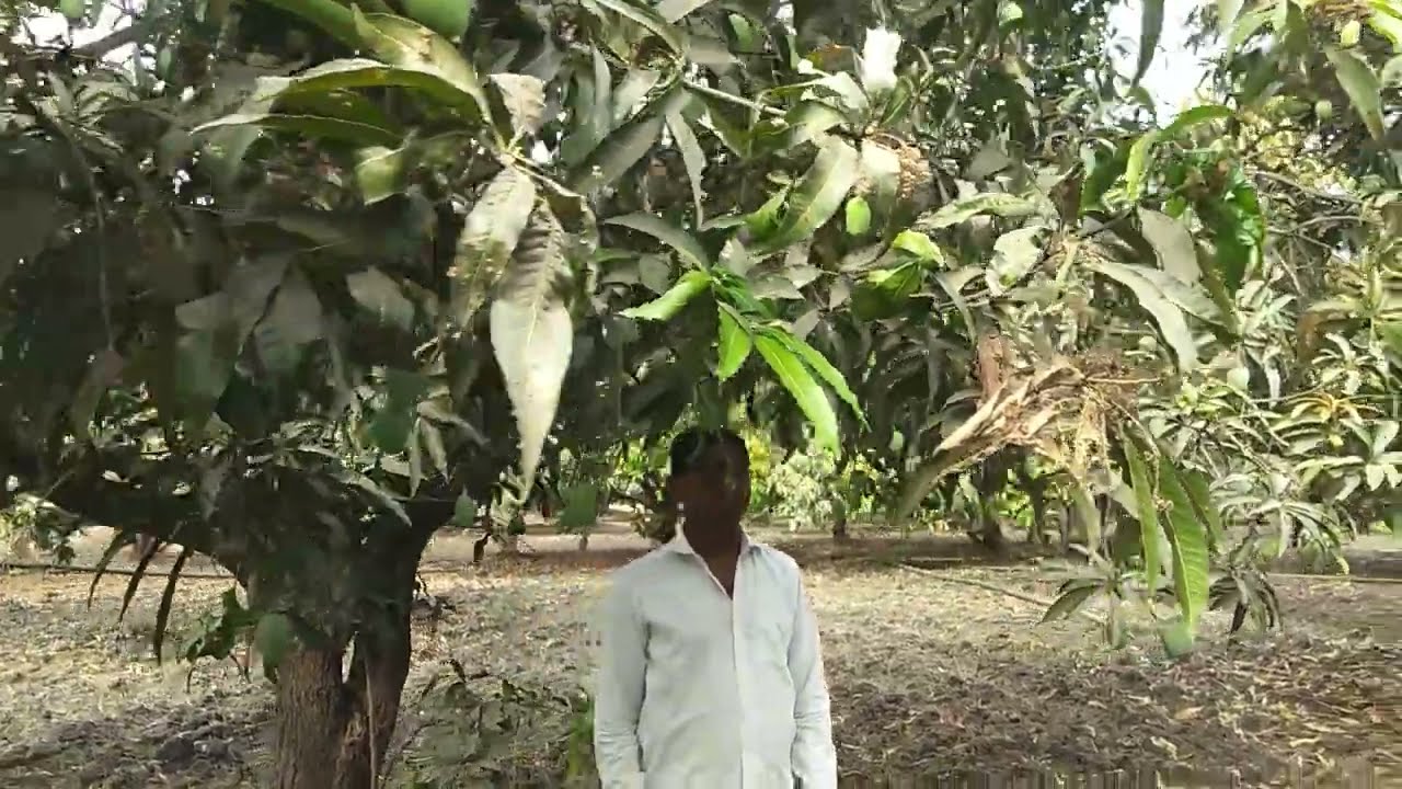 Organic Mango Farm NP01