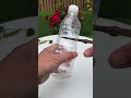 Easy Guide to Propagating Camellias at Home