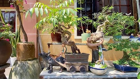 Cây Cóc Mini Khá Độc Đáo Tại Vườn Cảnh Tiên Bonsai | Duy Hai Lúa Vlog
