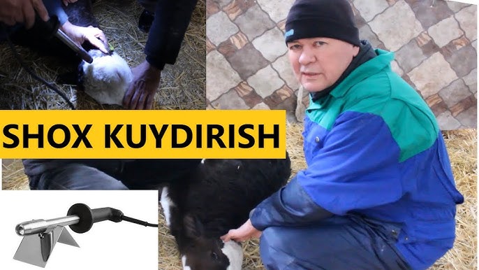 Tijoratsiz uning qiyshiq shoxini qidirmoqda