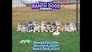 How adorable are these Pomsky Puppies out of Bianca 6 weeks old by Maine Aim Ranch Dogs 138 views 2 months ago 3 minutes, 2 seconds