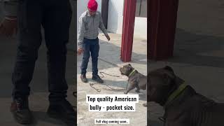 Dangerous American Bully  Pocket size