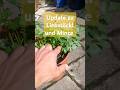Liebstöckl, Minze.1 Woche Später. #garden
