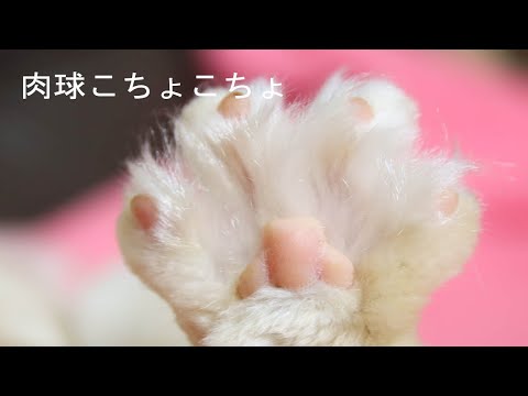 もふもふ肉球こちょこよ　210412