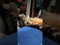 جزء 4425 هو ده عقوق الأمهات لايك Cat Cute Funny Pets Foryou Funnycats Catlovers Comedy