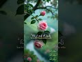beautiful Quran recitation by qari