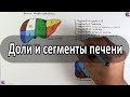 Доли и сегменты печени на схеме - meduniver.com