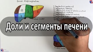 Доли и сегменты печени на схеме - meduniver.com