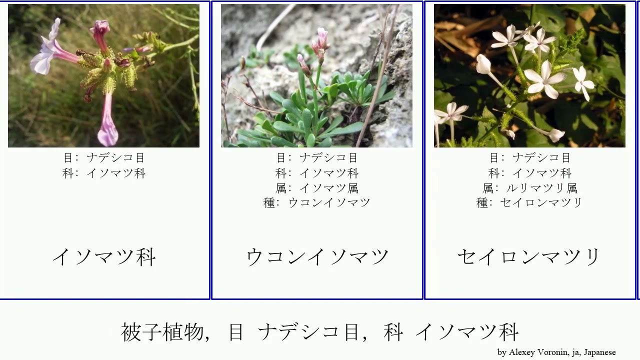 被子植物 目 ナデシコ目 科 イソマツ科 Angiosperms セイロンマツリ ルリマツリ属 Believe ハナハマサジ Caryophyllales アルメリア イソマツ属 アカマツリ Youtube