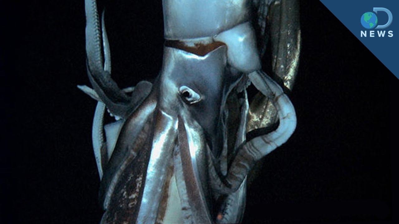 There can be only one: giant squid is the singular king of the ocean