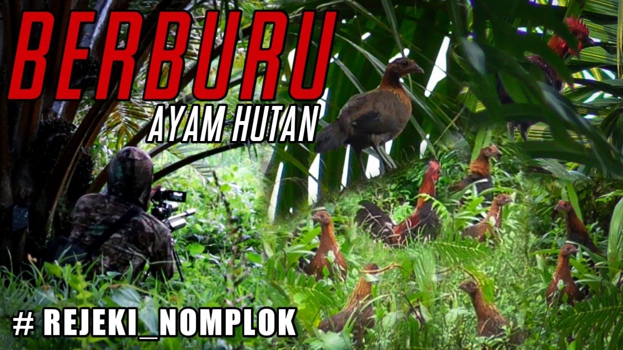 GILA‼️ROMBONGAN AYAM HUTAN TUMBANG SEMUA‼️BERBURU AYAM HUTAN MERAH