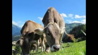 cow funny
